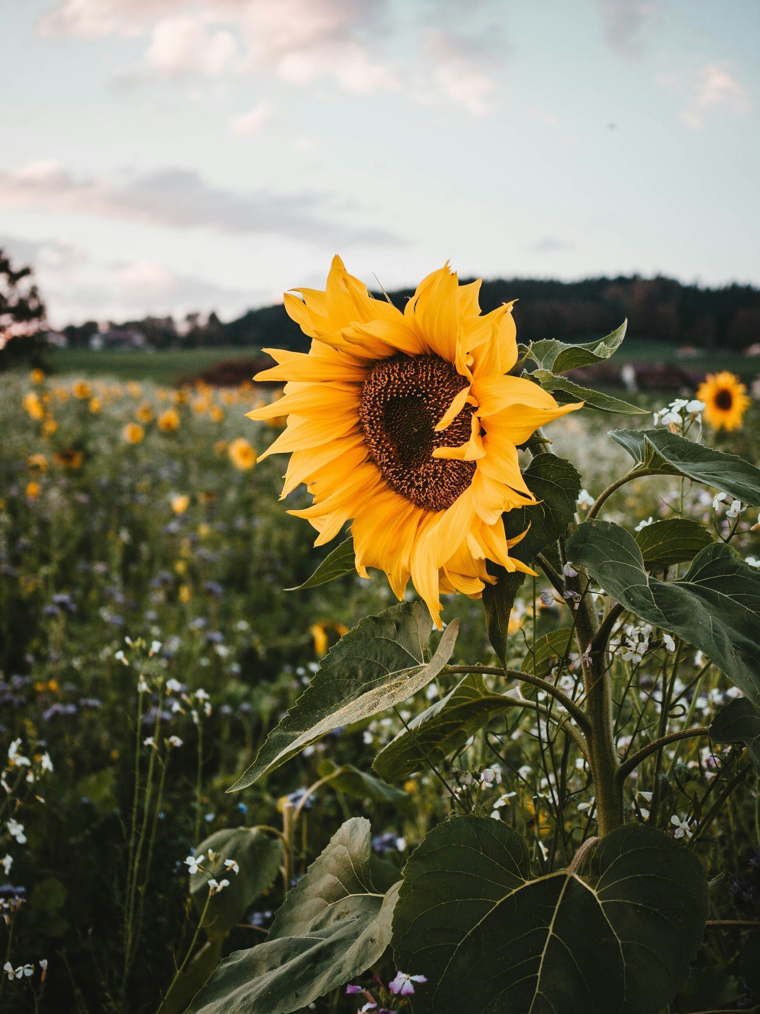 How to boost your skins barrier; Heatwave Edition | Love to b Blog | Skincare Benefits | Sunflower Oil