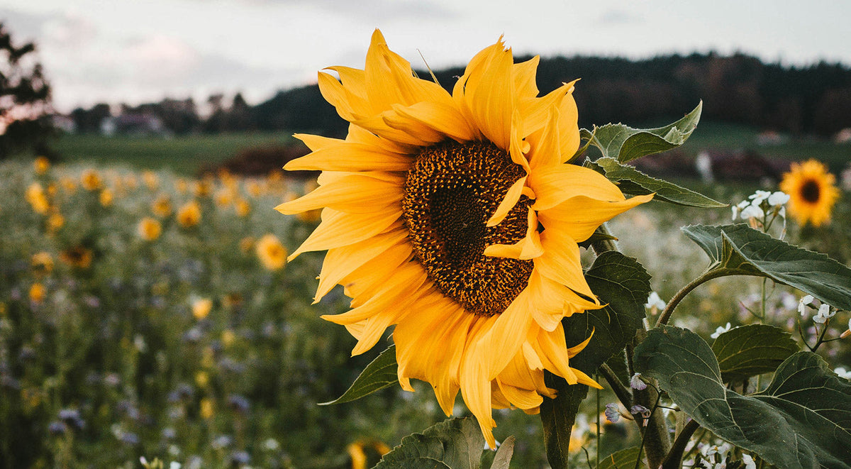A field of sunflowers with a close up of one