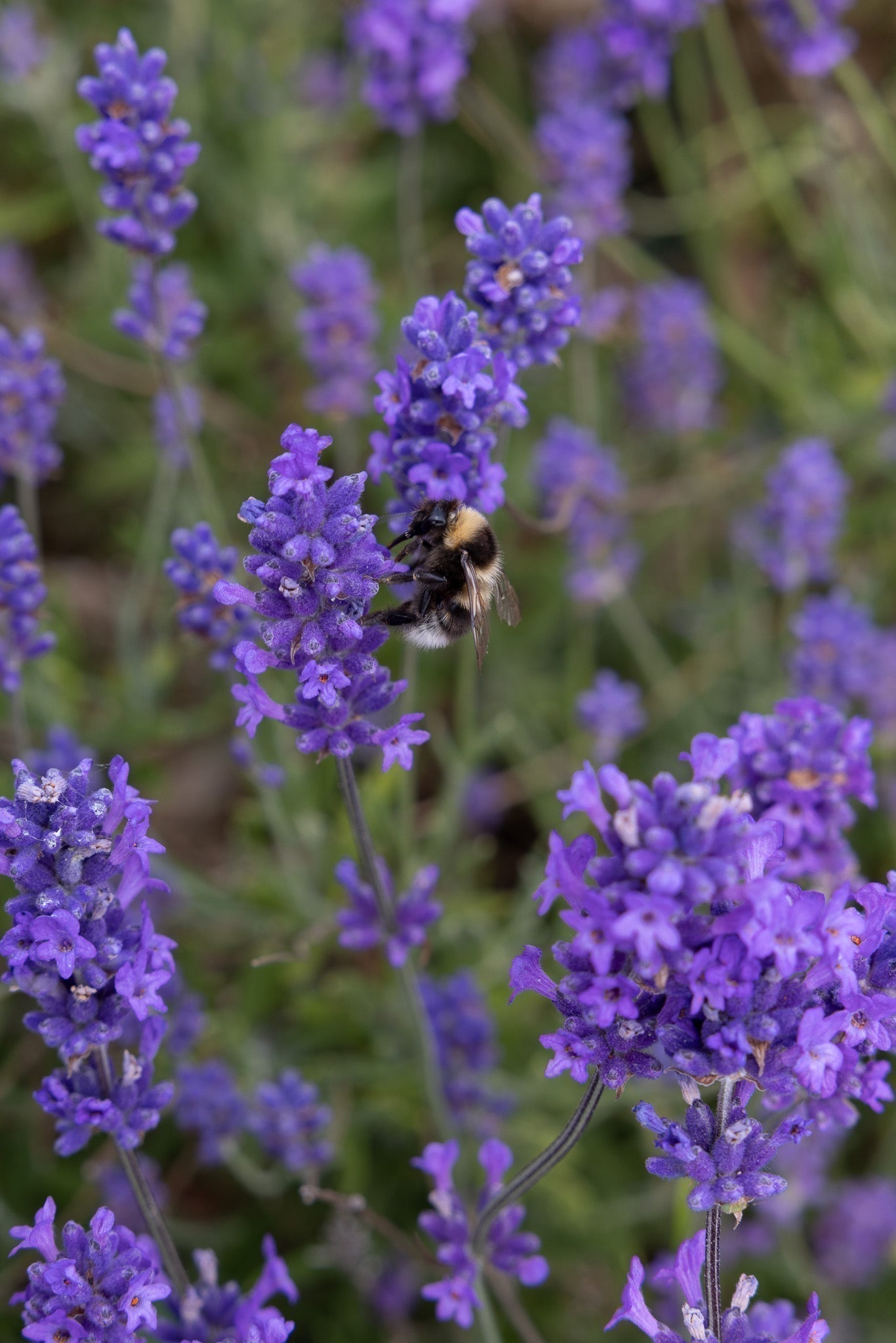 Lavender Flowers | Lovetob